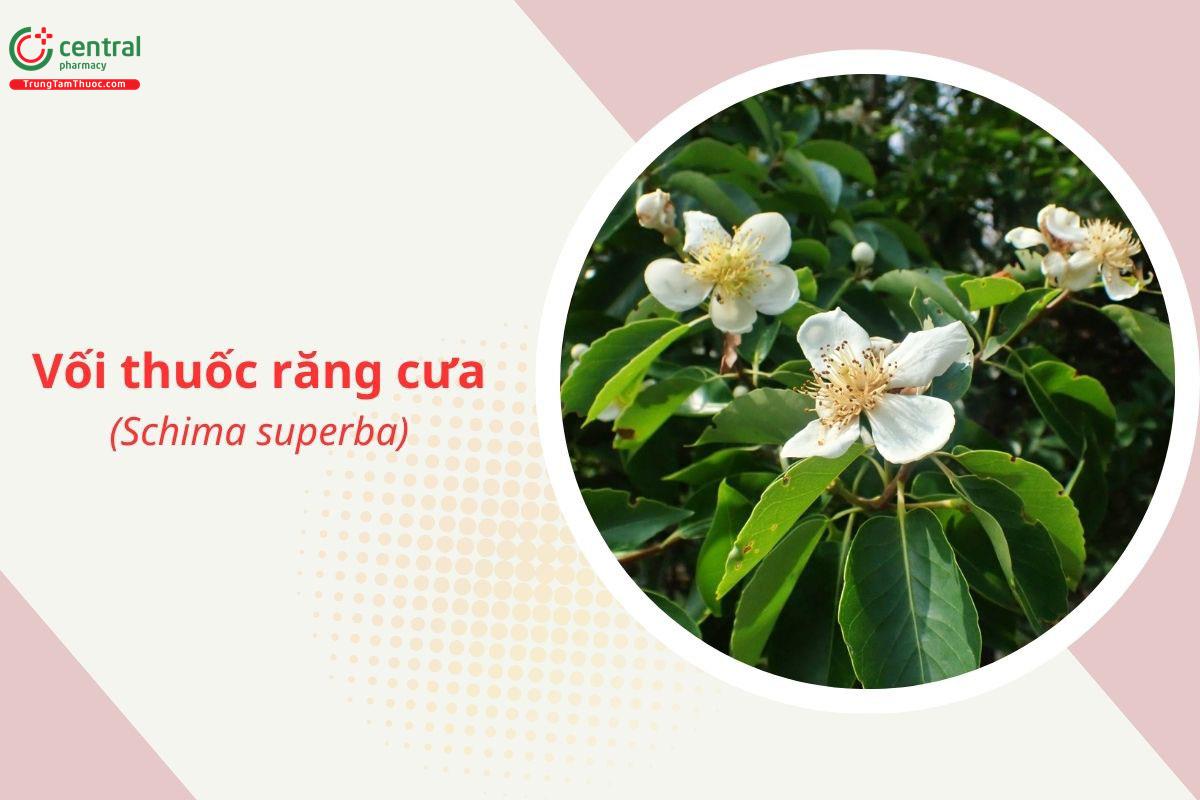 Vối thuốc răng cưa (Schima superba)