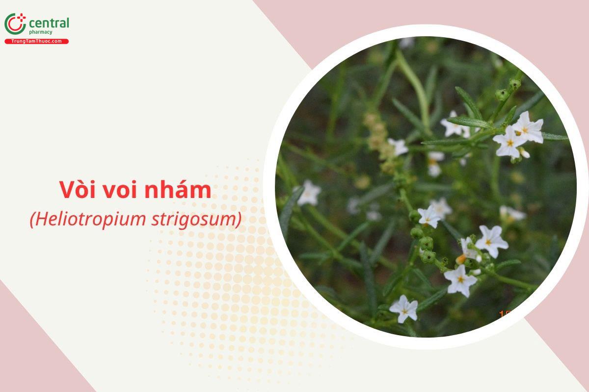 Vòi voi nhám (Heliotropium strigosum)