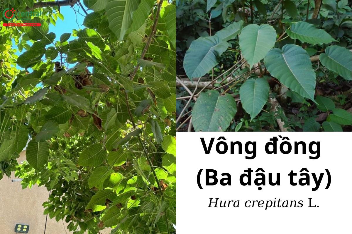 Vông đồng (Ba đậu tây - Hura crepitans L.)