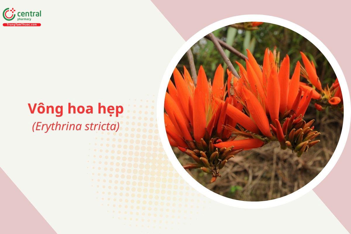 Vông hoa hẹp (Erythrina stricta Roxb.)