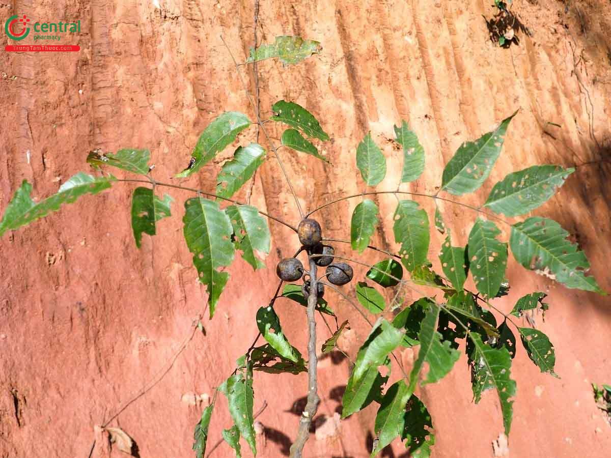 Xoan Trà (Xoan Nhừ - Choerospondias axillaris (Roxb.) Burtt et Hill.)