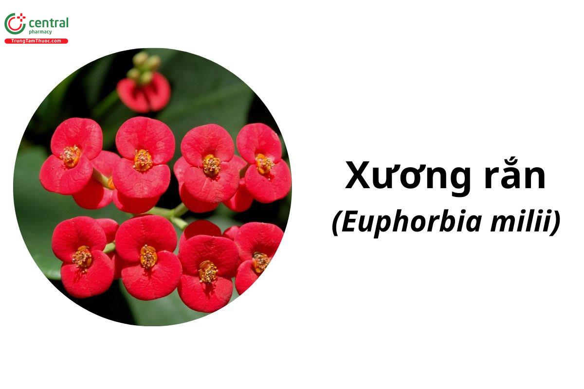 Xương Rắn (Euphorbia milii Ch. des Moulins)