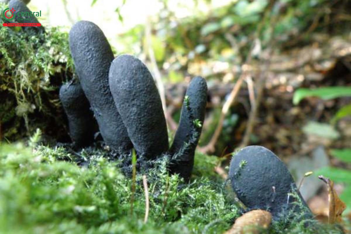 Nấm Xylaria polymorpha