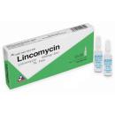 lincomycin600mg2mlvinphaco6 L4104 130x130px