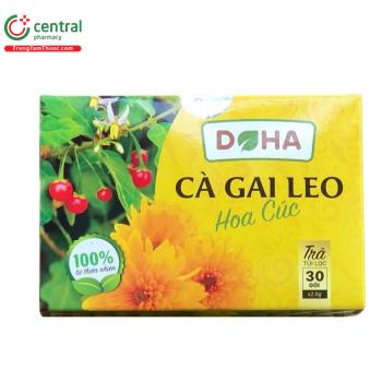 Cà gai leo hoa cúc Doha