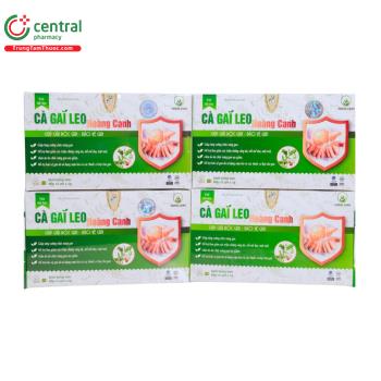 Trà túi lọc Cà gai leo Hoàng Canh