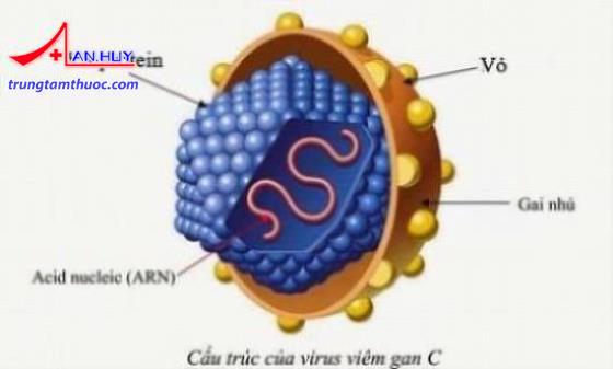 Cấu trúc của virus viêm gan C