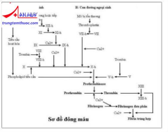 Sơ đồ đông máu