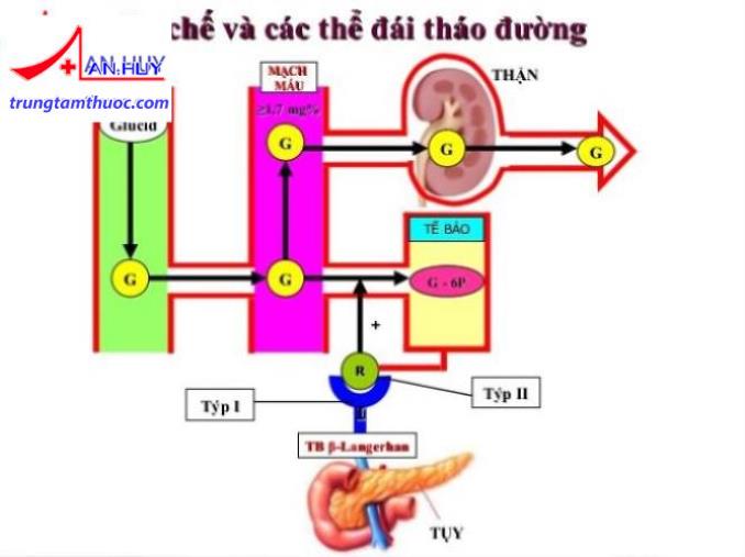 Cơ chế bệnh đái tháo đường