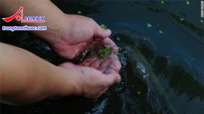 Vibro Vulnificus tấn công qua những vết thương hở trên da