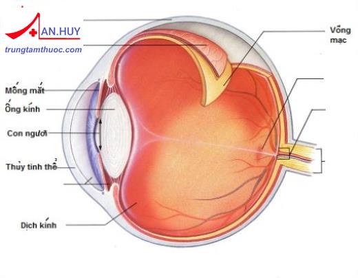 TÂN SẢN VẢY BỀ MẶT NHÃN CẦU