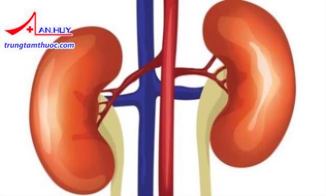 Thận có hình hạt đậu