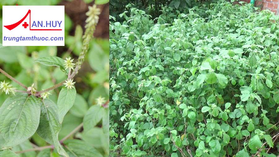 Cây cỏ xước trị đâu xương khớp