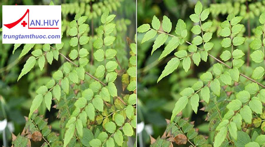 Cây đơn Châu Chấu trị đau xương khớp