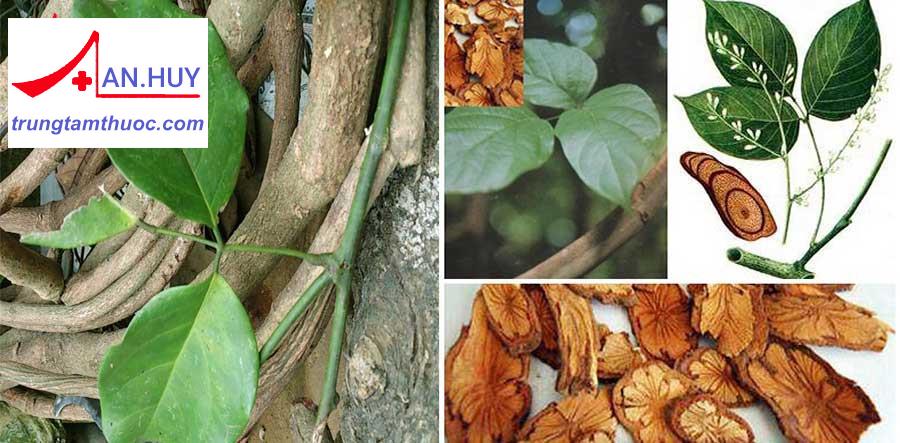 Cây huyết đằng trị đau xương khớp