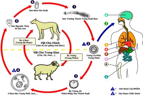 con đường lây nhiễm giun sán
