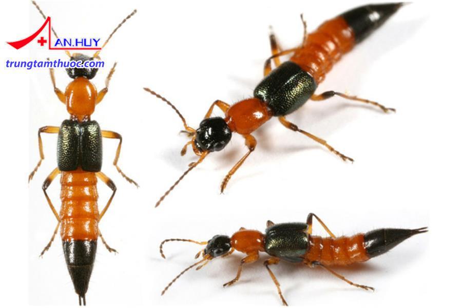 Kiến ba khoang có màu đỏ và ba khoang màu đen.