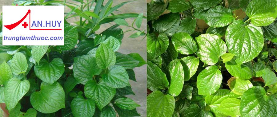 Lá lốt trị đau xương khớp