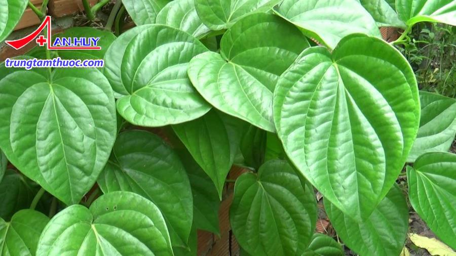 Lá trầu không để chữa viêm nang lông.