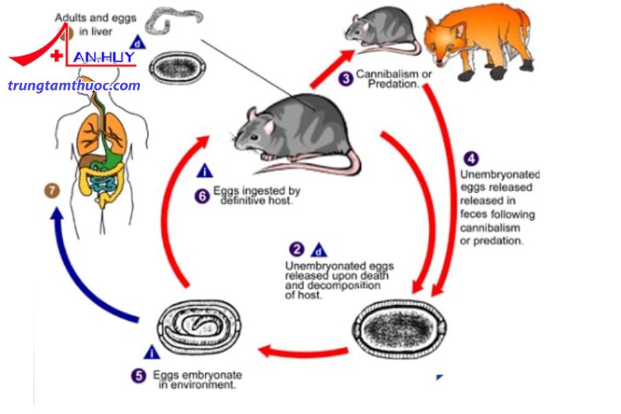Leptospirosis là bệnh có thể lây truyền từ vật nuôi sang người.