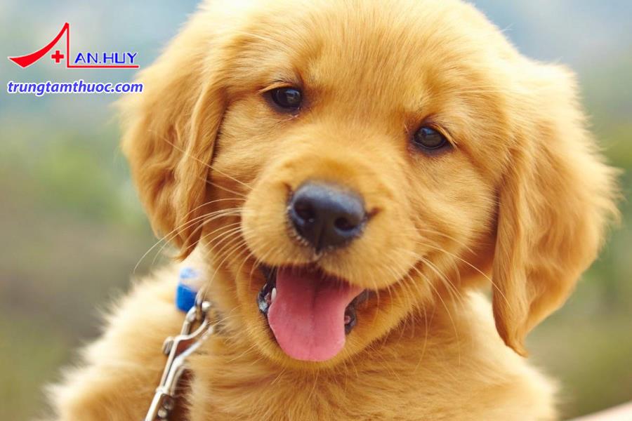 Kiểm soát vật nuôi để phòng ngừa nhiễm Leptospira.
