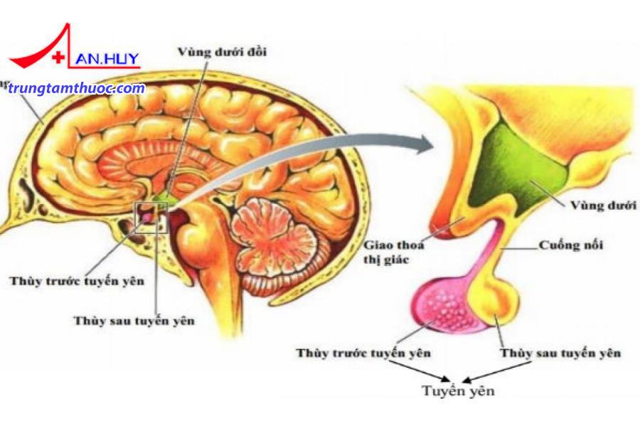 Suy tuyến yên là gì?