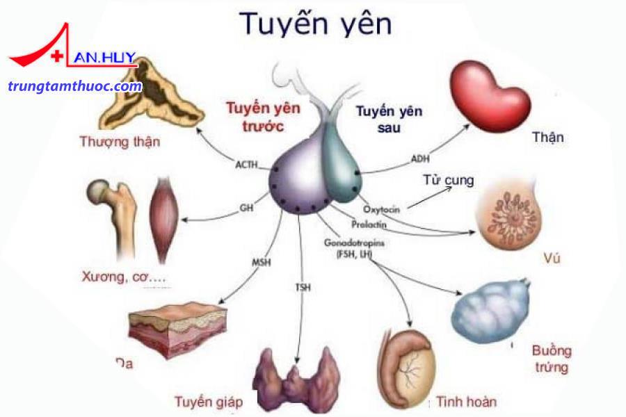 Có nhiều nguyên nhân gây suy tuyến yên.