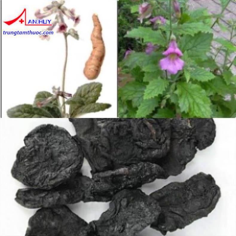 Hình ảnh vị thuốc thục địa