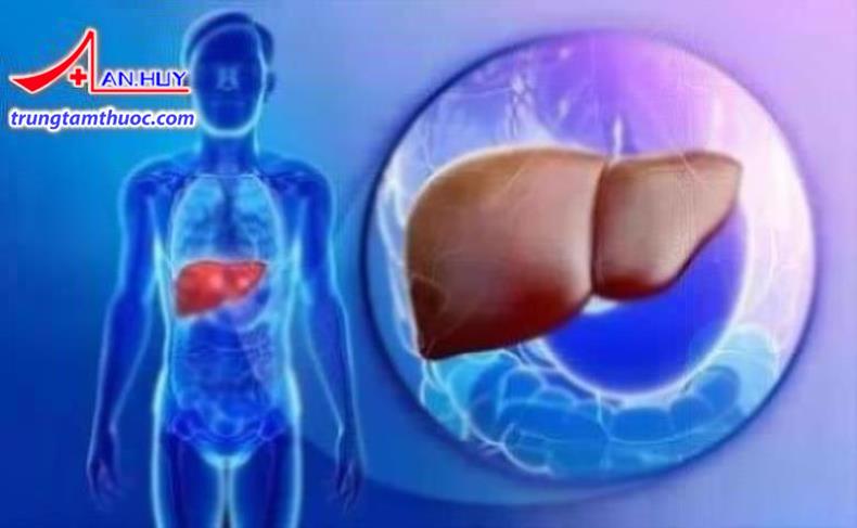 Hình dạng và vị trí của gan trong cơ thể người.