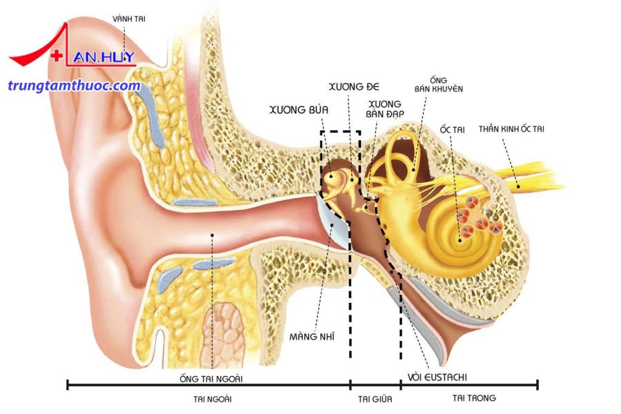 VIÊM TAI GIỮA MẠN TÍNH: NGUYÊN NHÂN, CHẨN ĐOÁN VÀ ĐIỀU TRỊ